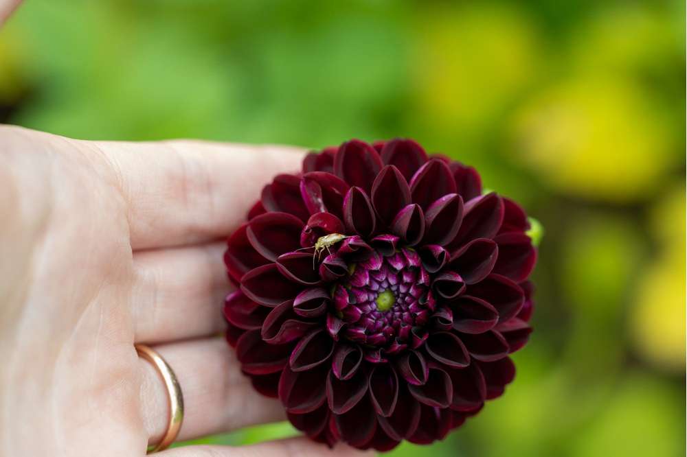Dahlia 'Dark Spirit'